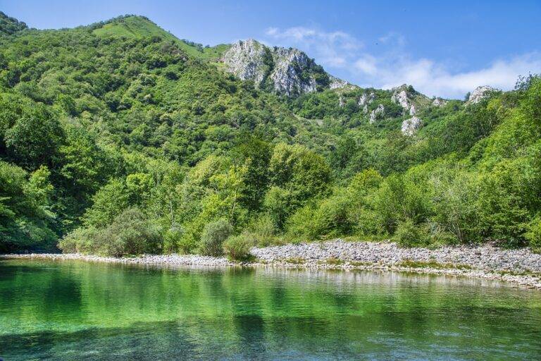 The Serenity of Forest Meditation Retreats: Finding Peace in Nature